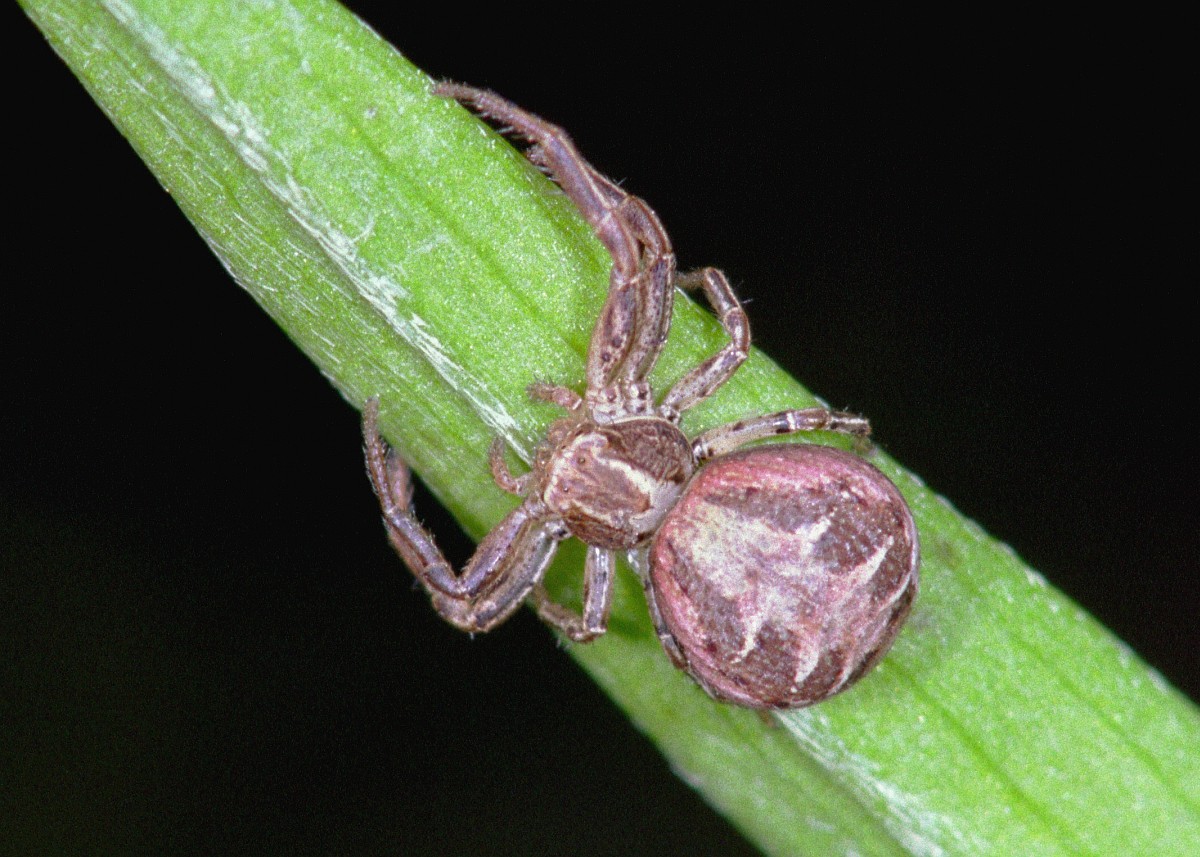 Xysticus cristatus